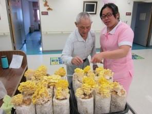 圖6-4-1-2朵朵金黃菇傘.jpg